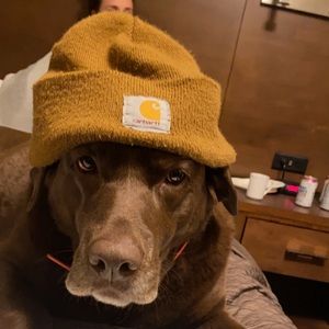 Meet your Posher, Tanner